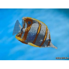 73010 Канва с рисунком Gluriya 'Морская бабочка' 40*30 см
