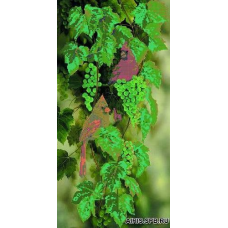 73106 Канва с рисунком Gluriya 'Птицы на белом винограде' 30*60 см